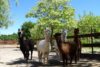 camping Ardèche parc animalier de Lussas