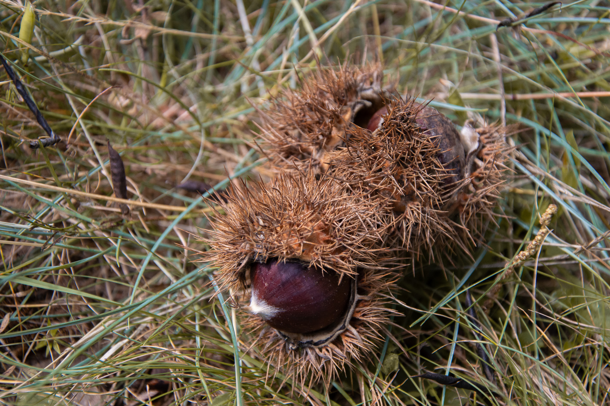 Castanea